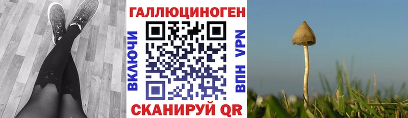 Псилоцибиновые грибы Psilocybe  купить наркотики цена  Николаевск 